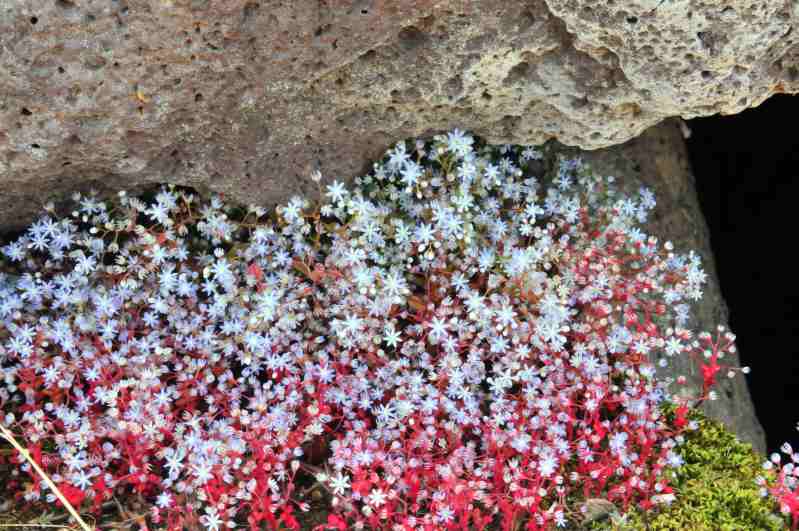 Sedum caeruleum